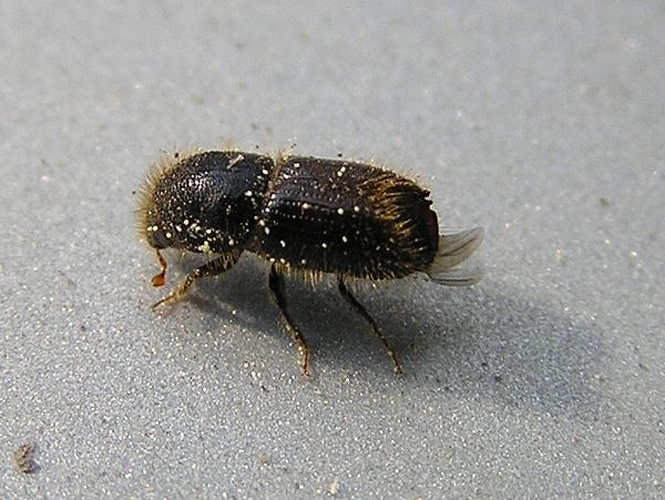 European spruce bark beetle &copy; 