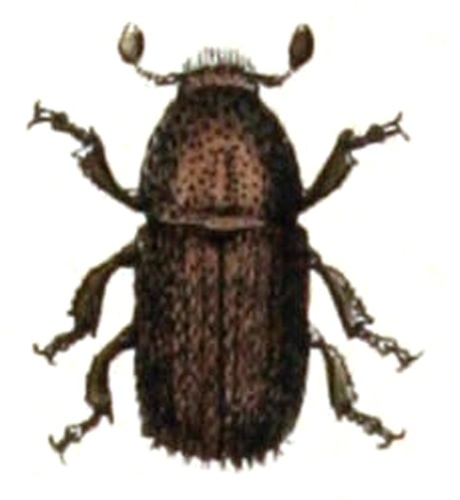 Polygraphus poligraphus &copy; <bdi><a href="https://www.wikidata.org/wiki/Q18508143" class="extiw" title="d:Q18508143">Emil Hochdanz</a>
</bdi>