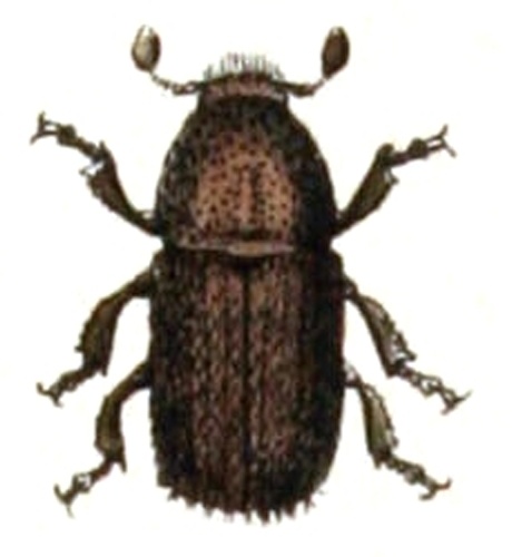 Polygraphus poligraphus © <bdi><a href="https://www.wikidata.org/wiki/Q18508143" class="extiw" title="d:Q18508143">Emil Hochdanz</a>
</bdi>