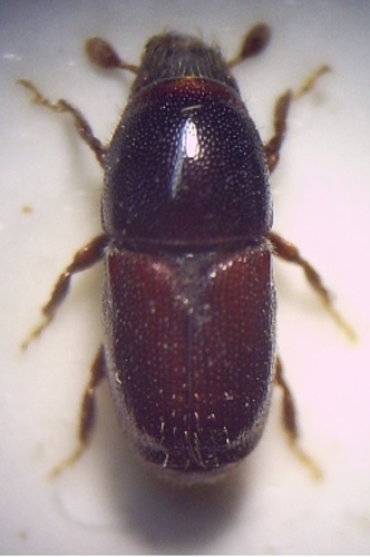 Scolytus carpini &copy; <a href="//commons.wikimedia.org/w/index.php?title=User:Fdcgoeul&amp;action=edit&amp;redlink=1" class="new" title="User:Fdcgoeul (page does not exist)">Fdcgoeul</a>