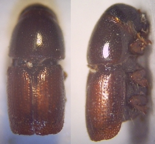 Scolytus koenigi © <a href="//commons.wikimedia.org/w/index.php?title=User:Fdcgoeul&amp;action=edit&amp;redlink=1" class="new" title="User:Fdcgoeul (page does not exist)">Fdcgoeul</a>