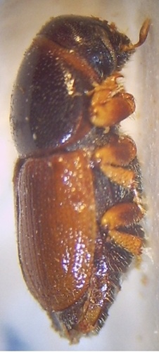 Scolytus laevis © <a href="//commons.wikimedia.org/w/index.php?title=User:Fdcgoeul&amp;action=edit&amp;redlink=1" class="new" title="User:Fdcgoeul (page does not exist)">Fdcgoeul</a>