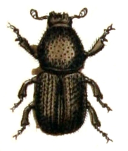 Scolytus multistriatus © <bdi><a href="https://www.wikidata.org/wiki/Q18508143" class="extiw" title="d:Q18508143">Emil Hochdanz</a>
</bdi>