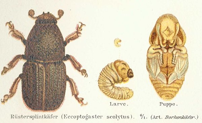Scolytus scolytus &copy; 