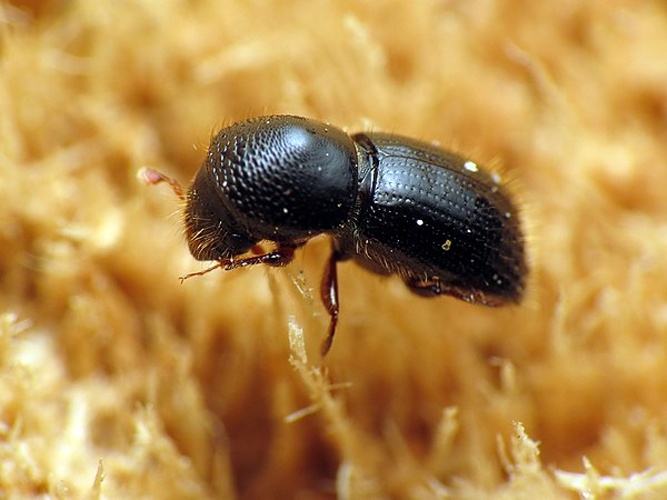 Black Stem Borer &copy; <a rel="nofollow" class="external text" href="https://www.flickr.com/people/86548370@N00">Katja Schulz</a> from Washington, D. C., USA