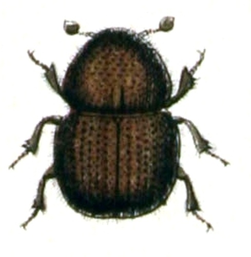 Xyleborus dispar © <bdi><a href="https://www.wikidata.org/wiki/Q18508143" class="extiw" title="d:Q18508143">Emil Hochdanz</a>
</bdi>