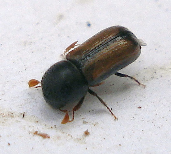 Trypodendron domesticum © <a rel="nofollow" class="external text" href="https://www.flickr.com/people/25258702@N04">Mick Talbot</a> from Lincoln (U.K.), England