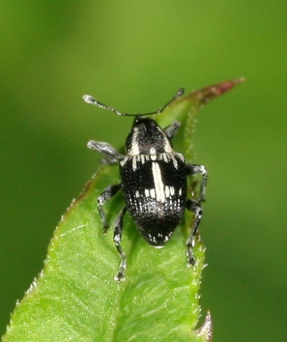 Archarius crux &copy; Peter Krogh