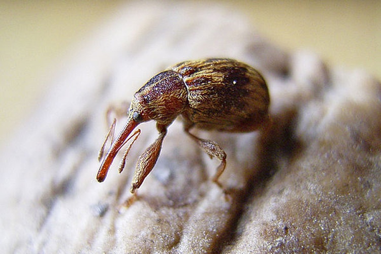 Anthonomus rectirostris &copy; Siga