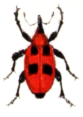 Orchestes alni &copy; <bdi><a href="https://www.wikidata.org/wiki/Q18508143" class="extiw" title="d:Q18508143">Emil Hochdanz</a>
</bdi>