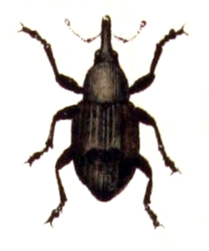 Acalles camelus © <bdi><a href="https://www.wikidata.org/wiki/Q18508143" class="extiw" title="d:Q18508143">Emil Hochdanz</a>
</bdi>