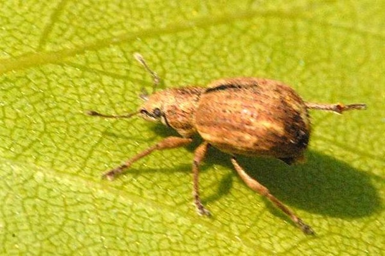 Strophosoma melanogrammum © James K. Lindsey