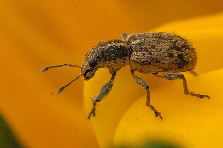 Sitona macularius © James K. Lindsey