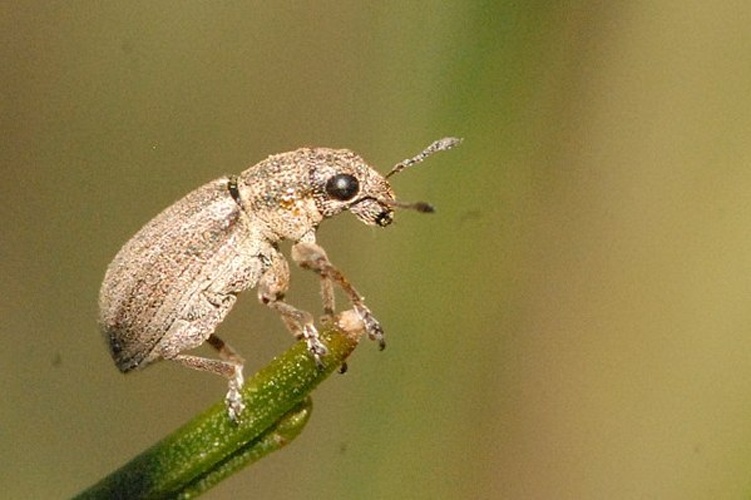 Sitona striatellus © James K. Lindsey