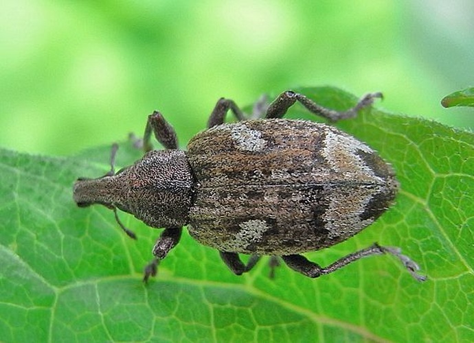 Graptus triguttatus &copy; <a href="//commons.wikimedia.org/wiki/User:Siga" title="User:Siga">Siga</a>