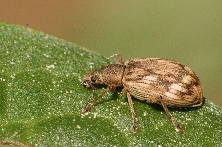 Polydrusus tereticollis © James K. Lindsey