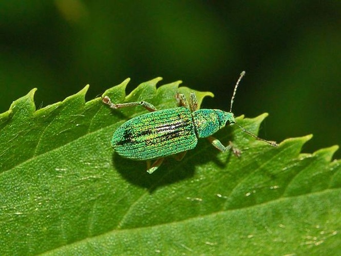Polydrusus formosus © <a href="//commons.wikimedia.org/wiki/User:Hectonichus" title="User:Hectonichus">Hectonichus</a>