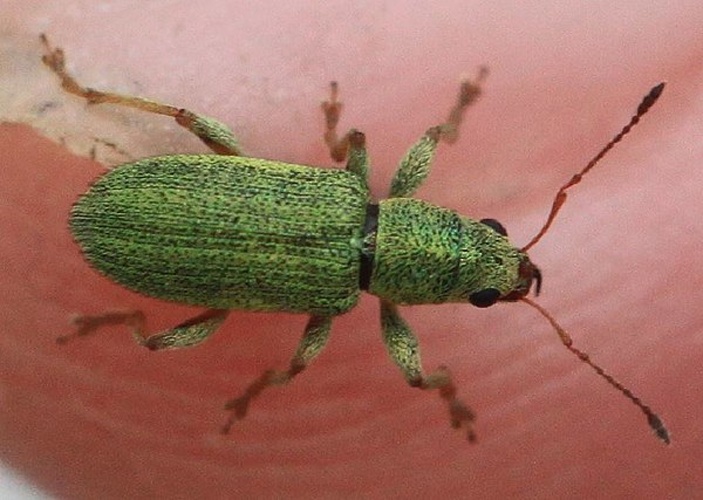 Pachyrhinus lethierryi © <a href="//commons.wikimedia.org/w/index.php?title=User:Slimguy&amp;action=edit&amp;redlink=1" class="new" title="User:Slimguy (page does not exist)">Slimguy</a>