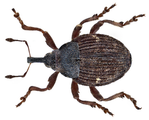 Thamiocolus viduatus © <a rel="nofollow" class="external text" href="https://www.flickr.com/people/30703260@N08">Udo Schmidt</a> from Deutschland