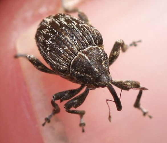 Mogulones geographicus © <a href="//commons.wikimedia.org/w/index.php?title=User:Slimguy&amp;action=edit&amp;redlink=1" class="new" title="User:Slimguy (page does not exist)">Slimguy</a>