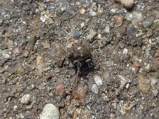 Glocianus punctiger &copy; <a href="//commons.wikimedia.org/wiki/User:AfroBrazilian" title="User:AfroBrazilian">AfroBrazilian</a>