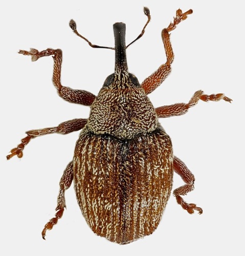 Coeliodes rana &copy; <a rel="nofollow" class="external text" href="https://www.flickr.com/people/130093583@N04">Janet Graham</a>