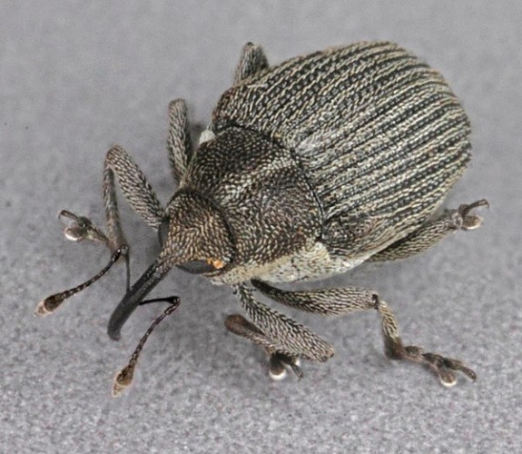 Ceutorhynchus obstrictus © <a rel="nofollow" class="external text" href="https://www.flickr.com/people/130093583@N04">Janet Graham</a>