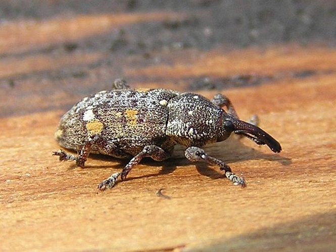 Pissodes castaneus © 