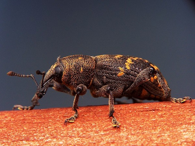 Pissodes pini &copy; Adam Opioła