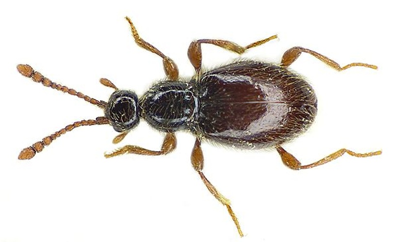 Scydmaenus tarsatus © <a href="//commons.wikimedia.org/wiki/User:Siga" title="User:Siga">Siga</a>