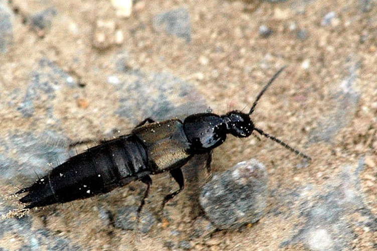 Philonthus cognatus &copy; James K. Lindsey