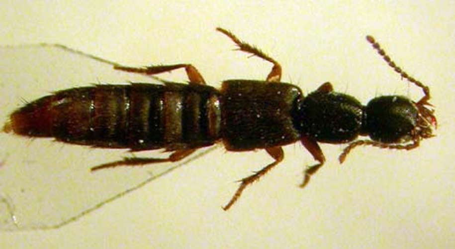 Erichsonius cinerascens © Konstantin A. Grebennikov