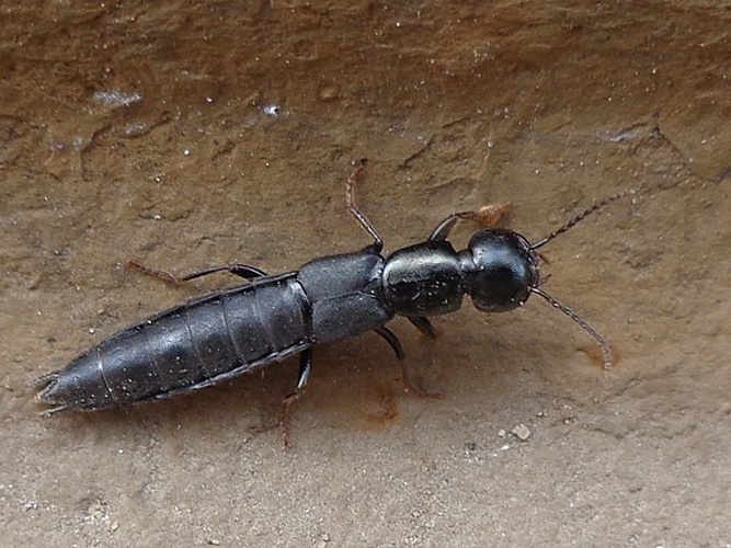 Tasgius ater © <a href="//commons.wikimedia.org/wiki/User:AfroBrazilian" title="User:AfroBrazilian">AfroBrazilian</a>