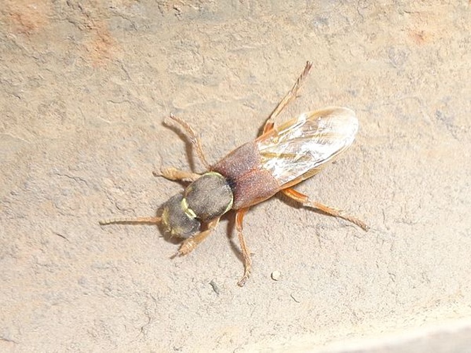 Staphylinus dimidiaticornis &copy; <a href="//commons.wikimedia.org/wiki/User:AfroBrazilian" title="User:AfroBrazilian">AfroBrazilian</a>