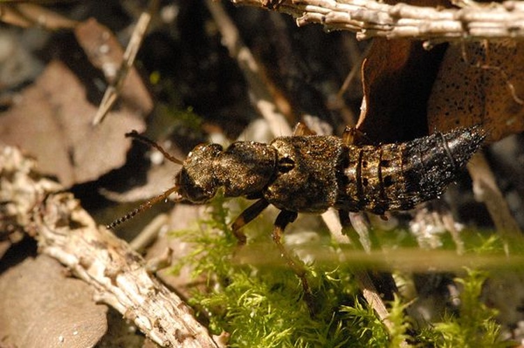 Ontholestes tessellatus © James K. Lindsey