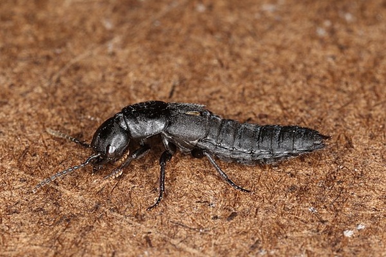 Ocypus nitens &copy; <a rel="nofollow" class="external text" href="https://www.flickr.com/people/25401497@N02">Donald Hobern</a> from Copenhagen, Denmark