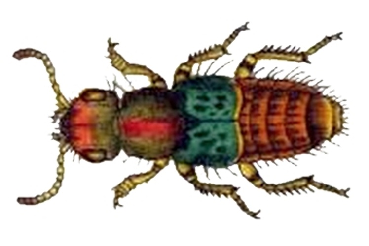 Abemus chloropterus © Panzer, Georg Wilhelm Franz