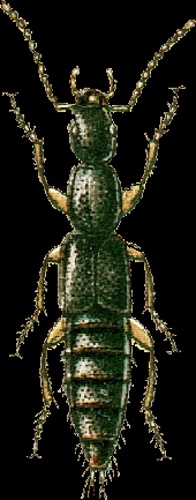 Ochthephilum fracticorne © Georgiy Jacobson