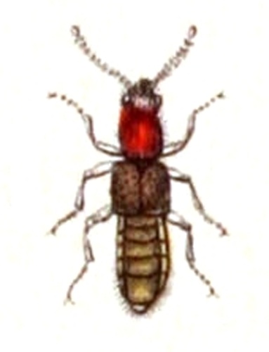 Sunius melanocephalus © <bdi><a href="https://www.wikidata.org/wiki/Q18508143" class="extiw" title="d:Q18508143">Emil Hochdanz</a>
</bdi>