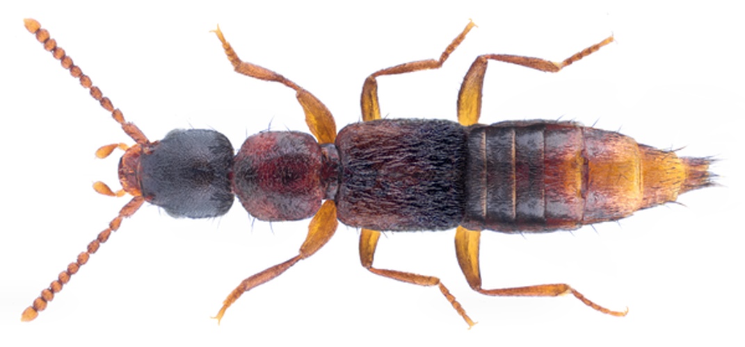 Medon apicalis &copy; <a rel="nofollow" class="external text" href="https://www.flickr.com/people/30703260@N08">Udo Schmidt</a> from Deutschland