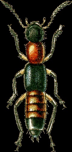 Paederus caligatus &copy; Georgiy Jacobson