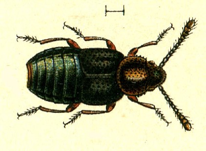 Syntomium aeneum &copy; <span lang="en">Unknown</span>