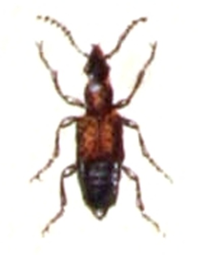 Deleaster dichrous &copy; <bdi><a href="https://www.wikidata.org/wiki/Q18508143" class="extiw" title="d:Q18508143">Emil Hochdanz</a>
</bdi>