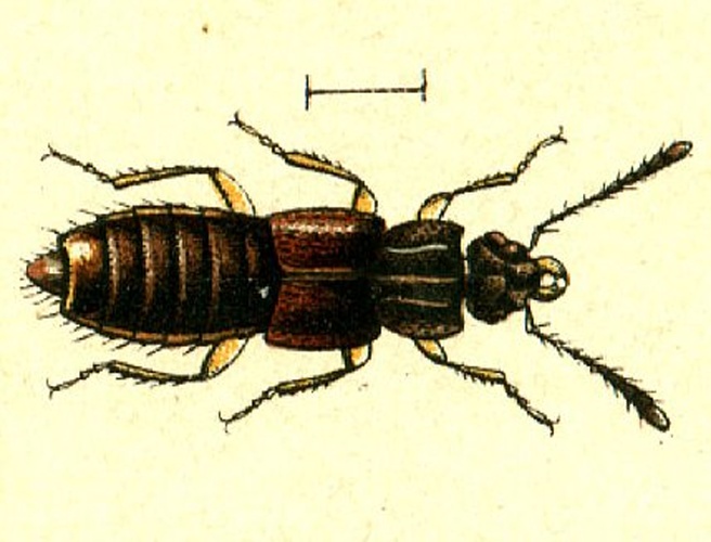 Oxytelus sculptus © <span lang="en">Unknown</span>