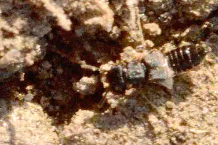 Anotylus tetracarinatus &copy; James K. Lindsey