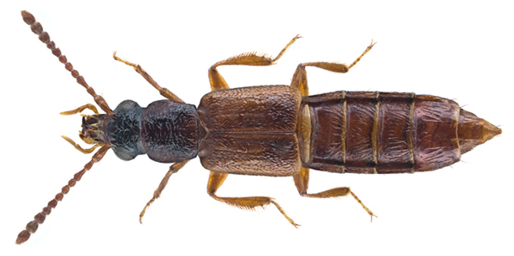 Manda mandibularis &copy; <a rel="nofollow" class="external text" href="https://www.flickr.com/people/30703260@N08">Udo Schmidt</a> from Deutschland