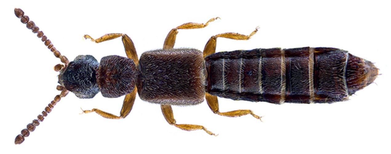 Carpelimus gracilis © <a rel="nofollow" class="external text" href="https://www.flickr.com/people/30703260@N08">Udo Schmidt</a> from Deutschland