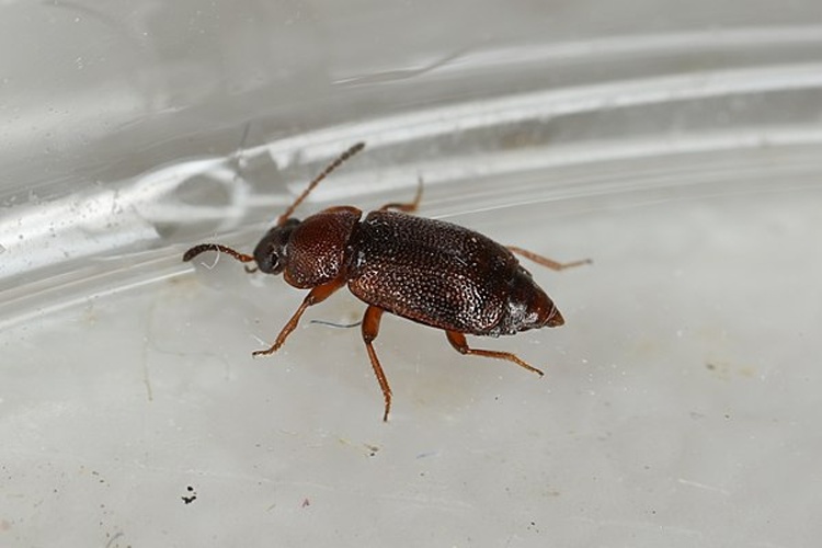 Anthobium atrocephalum © <a rel="nofollow" class="external text" href="https://www.flickr.com/people/25401497@N02">Donald Hobern</a> from Copenhagen, Denmark