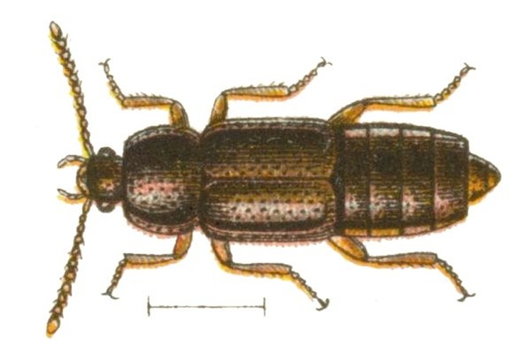 Acidota crenata © <bdi><a href="https://en.wikipedia.org/wiki/en:Edmund_Reitter" class="extiw" title="w:en:Edmund Reitter">Edmund Reitter</a>
</bdi>