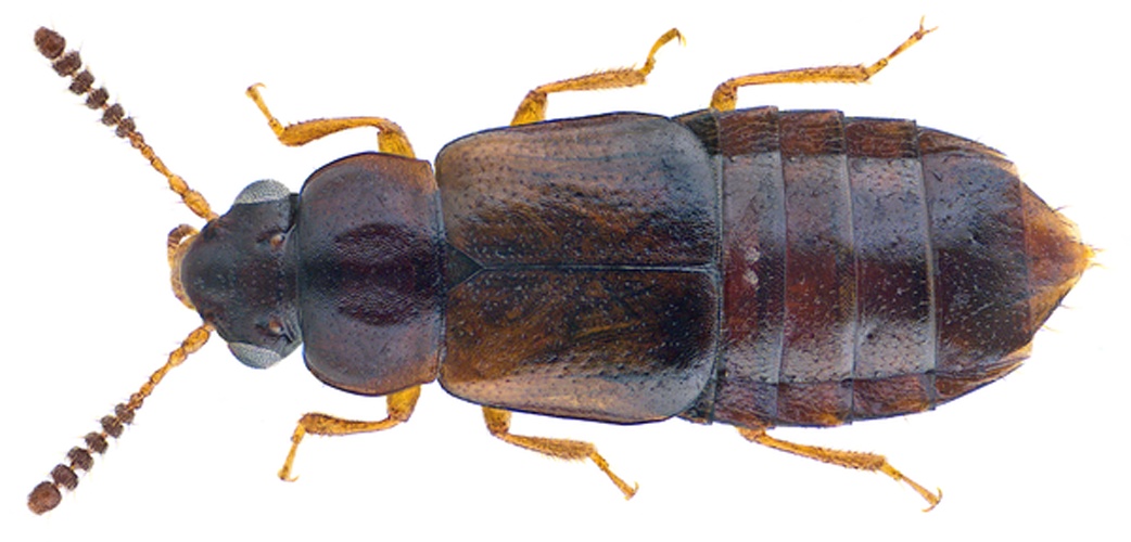 Paraphloeostiba gayndahensis &copy; <a rel="nofollow" class="external text" href="https://www.flickr.com/people/30703260@N08">Udo Schmidt</a> from Deutschland